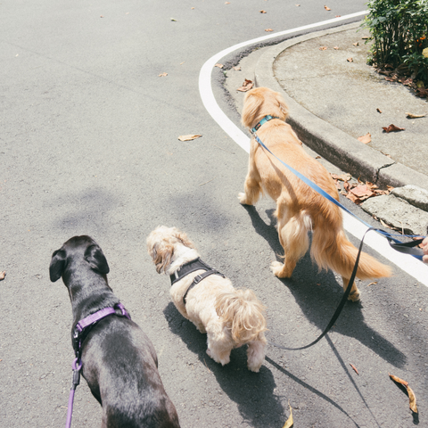 Small Paws & Claws Coventry & Warwickshire Dog Grooming | Home Dog Boarding | Doggy Day Care | Play Days | Dog Walking Field
