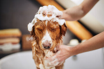 BOW WOW London Dog Grooming