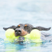 Airdog® Squeaker