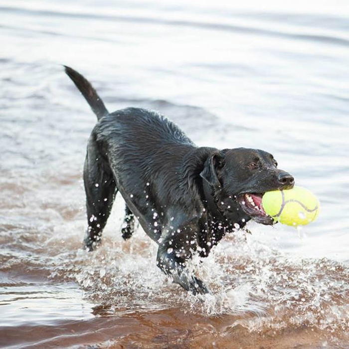 Airdog® Squeaker Dumbbell